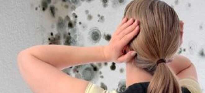 Средство от грибка и плесени на стенах квартиры